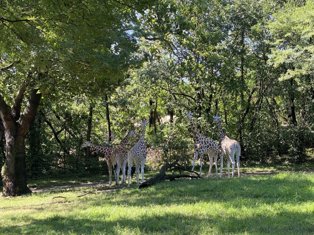 콘크리트 정글 속 깨어나는 원시의 생명력: 브롱스 동물원(Bronx Zoo)의 봄을 거닐다