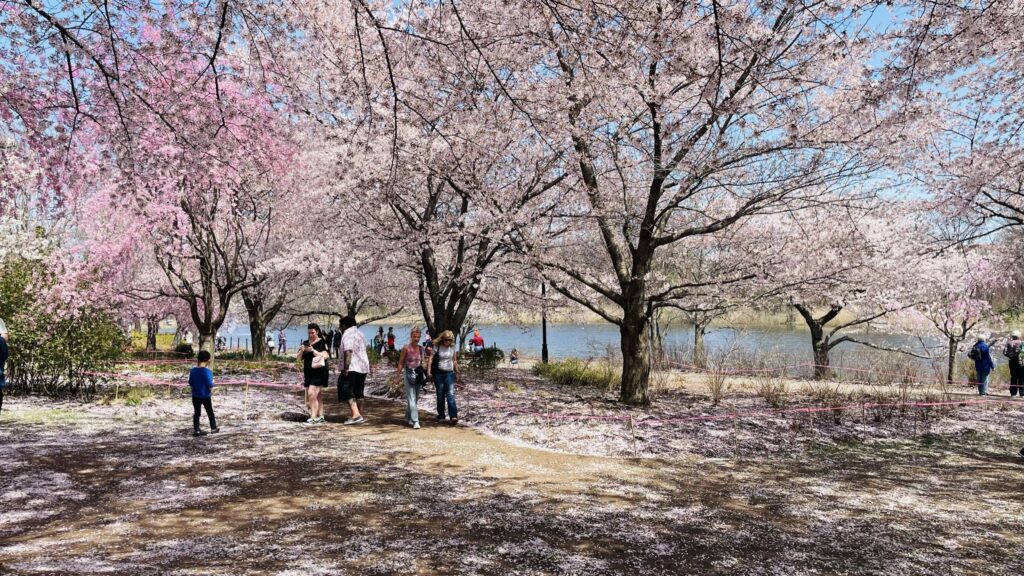 분홍빛으로 물드는 도시의 정원: 브랜치 브룩 파크의 벚꽃 축제와 생태적 회복력