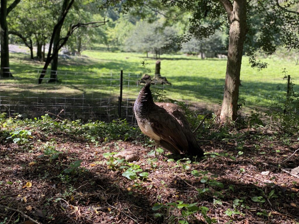 콘크리트 정글 속 깨어나는 원시의 생명력: 브롱스 동물원(Bronx Zoo)의 봄을 거닐다