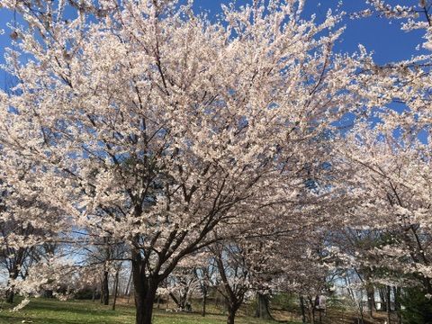 분홍빛으로 물드는 도시의 정원: 브랜치 브룩 파크의 벚꽃 축제와 생태적 회복력