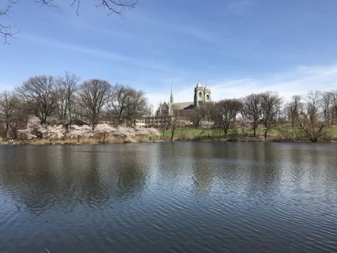 분홍빛으로 물드는 도시의 정원: 브랜치 브룩 파크의 벚꽃 축제와 생태적 회복력