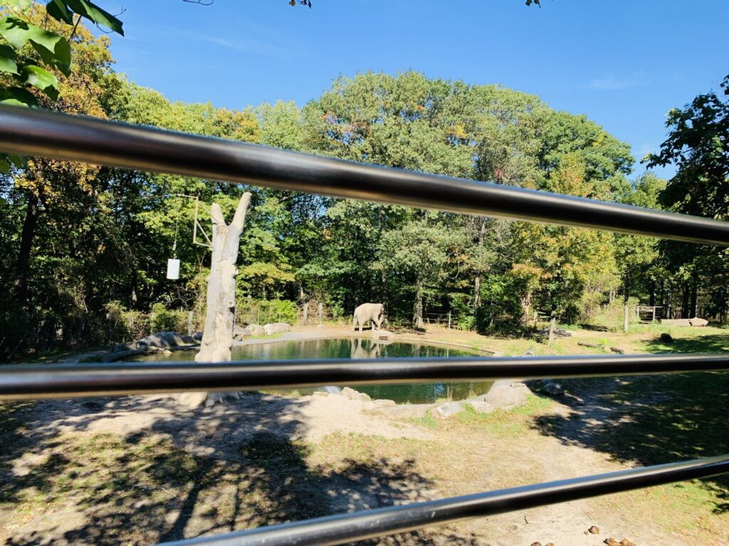 콘크리트 정글 속 깨어나는 원시의 생명력: 브롱스 동물원(Bronx Zoo)의 봄을 거닐다