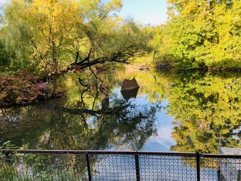 콘크리트 정글 속 깨어나는 원시의 생명력: 브롱스 동물원(Bronx Zoo)의 봄을 거닐다