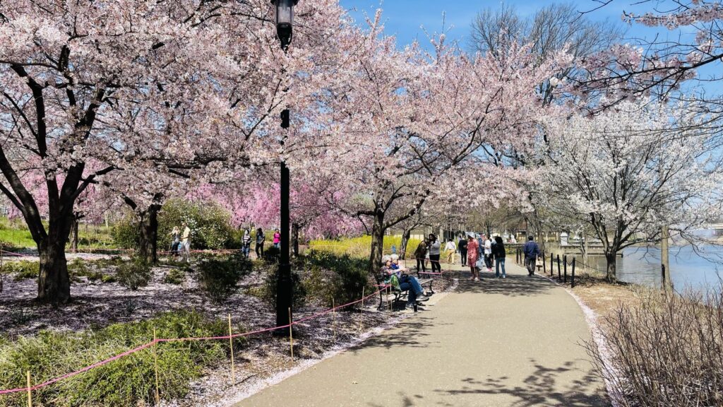분홍빛으로 물드는 도시의 정원: 브랜치 브룩 파크의 벚꽃 축제와 생태적 회복력