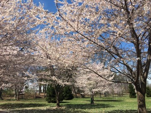 분홍빛으로 물드는 도시의 정원: 브랜치 브룩 파크의 벚꽃 축제와 생태적 회복력