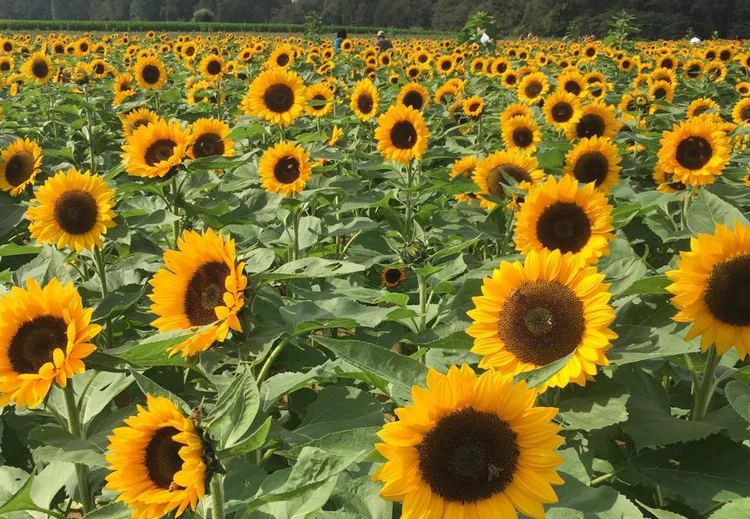 뉴저지 벌판에 핀 네덜란드의 영혼: 홀랜드 릿지 팜스 튤립 축제